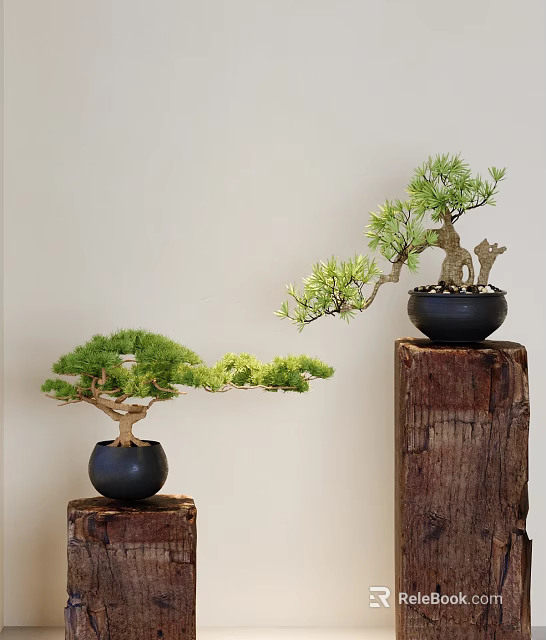 Bonsai Trees With Unique Curved Branches In Black Pots On Wooden Stumps Against Light Wall 3d model 