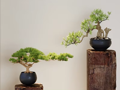 Bonsai Trees With Unique Curved Branches In Black Pots On Wooden Stumps Against Light Wall 3d model