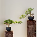 Bonsai Trees With Unique Curved Branches In Black Pots On Wooden Stumps Against Light Wall