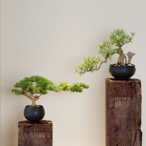 Green plant potted pine potted plant Zen pine bonsai ornaments green plant potted plant 3d model