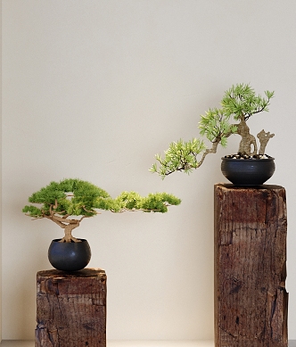 Green plant potted pine potted plant Zen pine bonsai ornaments green plant potted plant 3d model