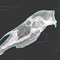 Isolated Animal Skull With Detailed Bone Structure And Natural Anatomy