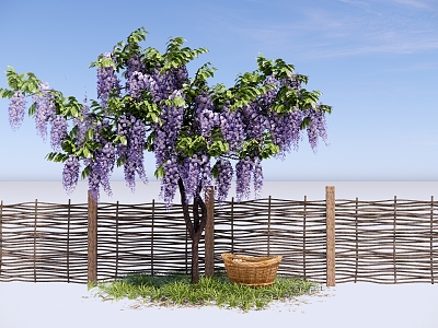 wisteria string carya willow flowering plant landscape tree landscaping tree climbing plant bamboo fence model