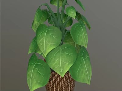 Houseplant with Large Broad Green Leaves and Distinct Veins in Brown Woven Basket 3d model