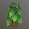Houseplant with Large Broad Green Leaves and Distinct Veins in Brown Woven Basket