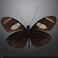 Dark Brown Butterfly With White Spots On Spread Wings Against Dark Smooth Background