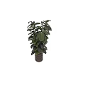 Tall Indoor Garden Decor Plant With Broad Dark Green And Black Leaves In Decorative Pot