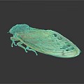 Closeup Cicada Flying Insect With Black Head Body And Orange Yellow Transparent Veined Wings