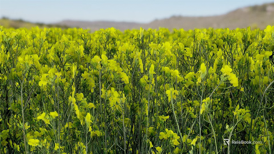 Blooming Yellow Rapeseed Flower Field Natural Source Of Organic Cooking Oil Ingredients 3d model 