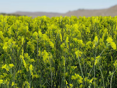Blooming Yellow Rapeseed Flower Field Natural Source Of Organic Cooking Oil Ingredients 3d model