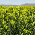 Blooming Yellow Rapeseed Flower Field Natural Source Of Organic Cooking Oil Ingredients