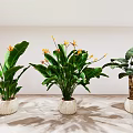 Indoor Decorative Potted Plants With Large Green Leaves And Orange Flowers In White Textured Pots