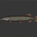 Slender Fish With Brown And Red Fins On Gray Background With Reflection