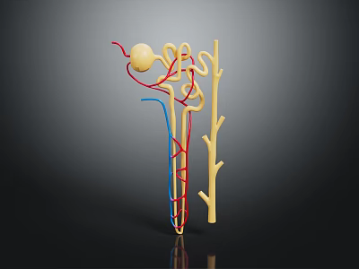 Anatomical Structure Model with Yellow Sphere Red and Blue Twisted Lines on Dark Background 3d model