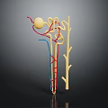 Anatomical Structure Model with Yellow Sphere Red and Blue Twisted Lines on Dark Background