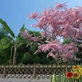 Garden Landscape With Pink Flowering Tree Banana Palm Bamboo Fence Yellow And Red Flowers