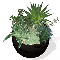 Bonsai Potted Plant With Black Pot And Various Succulent Leaves And Small Pebbles