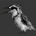 Black and White Kingfisher Bird With Spread Wings Open Beak On Shiny Reflective Surface