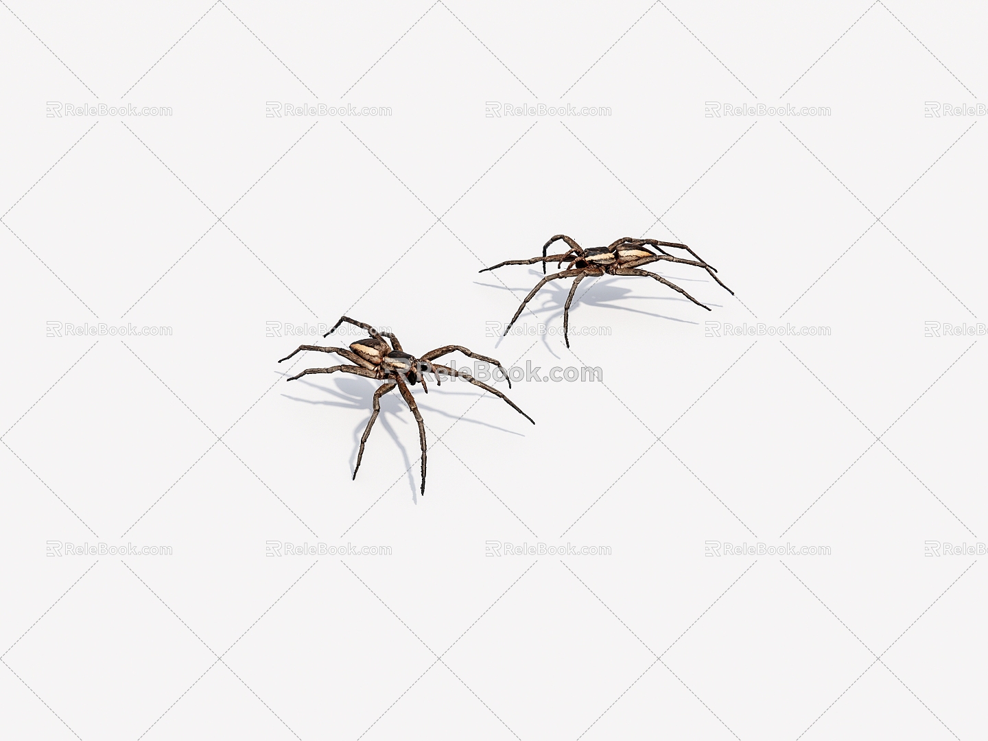 Arthropod spider 3d model