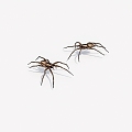 Arthropod spider 3d model