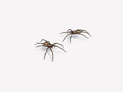 Arthropod spider 3d model