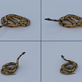 Yellow and Black Coiled Snake with Raised Head in Various Positions as Reptile