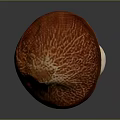 Mushroom Organ Like Structure With Hair Like Texture On Red Orange Cap And White Stem