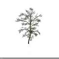 Isolated Green Needle Tree With Slender Trunk And Natural Branch Distribution Against White Background