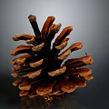 Detailed Brown Pine Cone Close Up View With Natural Scales On Shiny Surface