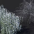 Weeping Willow Trees With Lush Green Foliage And Hanging Branches In Natural Cluster Formation