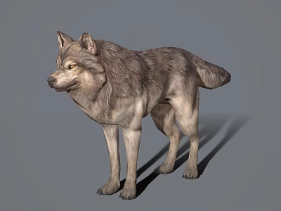 Realistic 3D Wolf Model With Gray Fur And Yellow Eyes Standing Pose 3d model