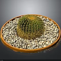 Small Green Round Cactus Plant in Orange Plate with White Pebbles