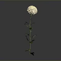 Beautiful White Flower Plant With Green Stem And Leaves On Gray Background