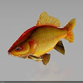 Koi Fish With Red And Yellow Vibrant Scales On Black Background Showing Shiny Reflection