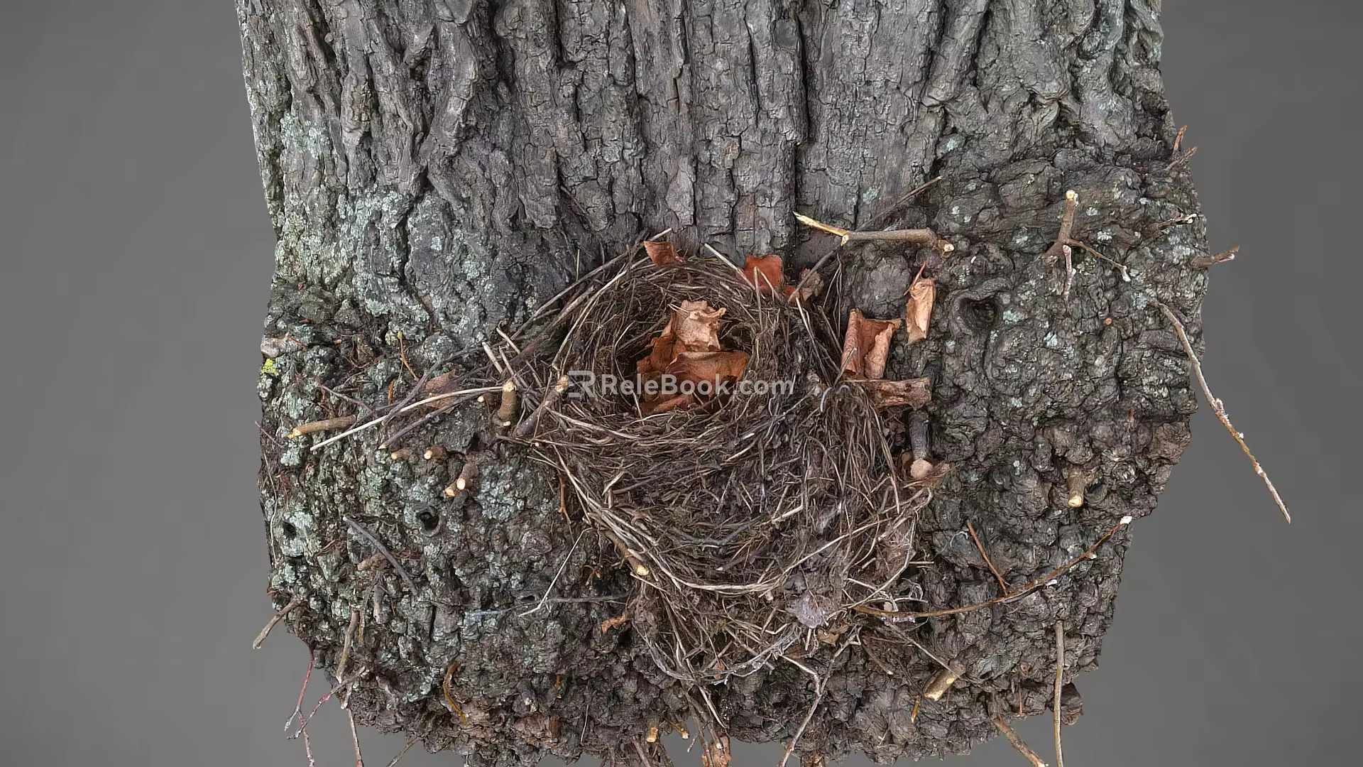 Bird's Nest Bird's Nest Tree Branch Bird's Nest Scanning Bird's Nest Scanning Bird's Nest Tree Nest 3d model