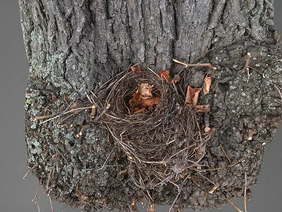 Bird's Nest Bird's Nest Tree Branch Bird's Nest Scanning Bird's Nest Scanning Bird's Nest Tree Nest 3d model