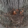 Bird's Nest Bird's Nest Tree Branch Bird's Nest Scanning Bird's Nest Scanning Bird's Nest Tree Nest 3d model
