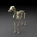 High Quality Veterinary Medical Device Dog Skeleton Model For Anatomical Educational Training