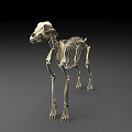 Modern Skeleton Wolf Skeleton 3d model