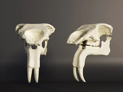 Two Detailed White Animal Skull Specimens With Visible Teeth And Bone Structure 3d model