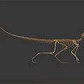 Small Animal Skeleton Display With Long Tail And Detailed Bone Structure On Dark Reflective Surface 3d model