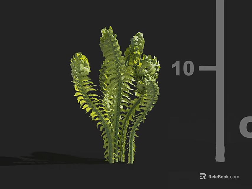 Lush Green Fern Plant With Curled Fronds And 10 Unit Height Measurement 3d model 