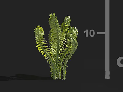 Lush Green Fern Plant With Curled Fronds And 10 Unit Height Measurement 3d model