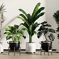 Indoor Potted Plants With Green Foliage In White Black Pots On Metal Stands Wooden Floor