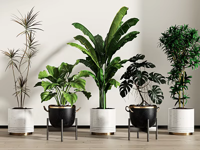 Indoor Potted Plants With Green Foliage In White Black Pots On Metal Stands Wooden Floor 3d model