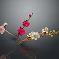 Colorful Plum Blossom Branches With Pink Red White Flowers And Buds