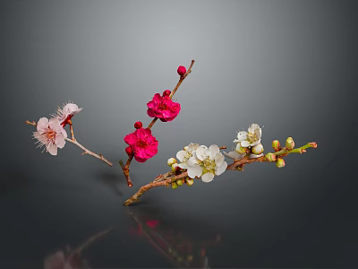Colorful Plum Blossom Branches With Pink Red White Flowers And Buds 3d model