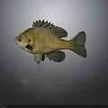 Golden yellow freshwater fish with spiny dorsal fin and detailed scales on gray background