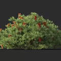 Lush Green Foliage Shrub With Vibrant Red Flowers In Full Bloom