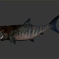 Realistic Aquatic Animal Shark 3D Model Showing Open Mouth And Sharp Teeth